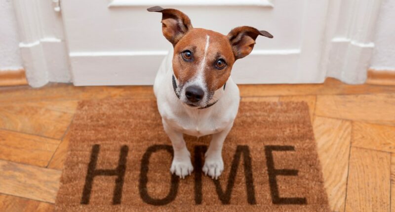How to prep for pet safety in weather emergencies