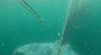 Humpback whale rescued from fishing line off NSW coast