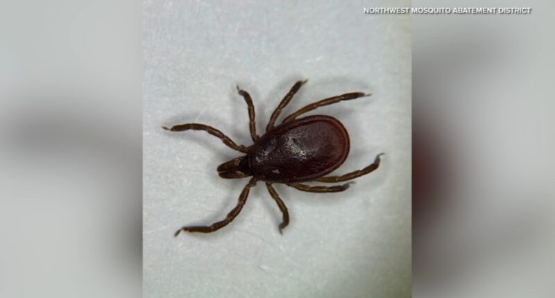 Illinois could be facing 'tick invasion,' experts warn of possible increase in Lyme disease