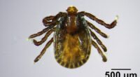 Invasive, disease-carrying tick found in Maine, the farthest northeast it has been spotted