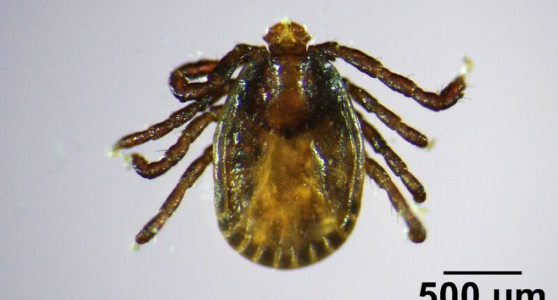 Invasive, disease-carrying tick found in Maine, the farthest northeast it has been spotted