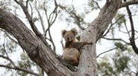 A koala affected by bushfires is released back into native bushland on February 21, 2020, following treatment at the Kangaroo Island Wildlife Park in Parndana, Australia.