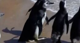 Magellanic penguins released back to the sea in Uruguay
