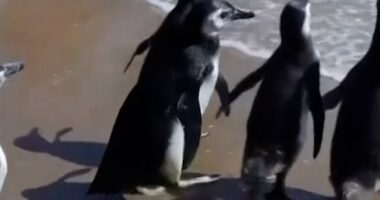 Magellanic penguins released back to the sea in Uruguay