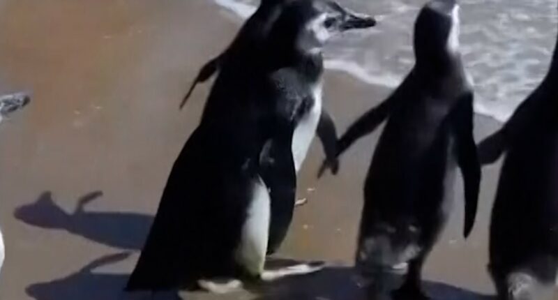 Magellanic penguins released back to the sea in Uruguay