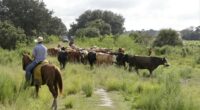 Make Beef American Again: Why Congress Must Act Now