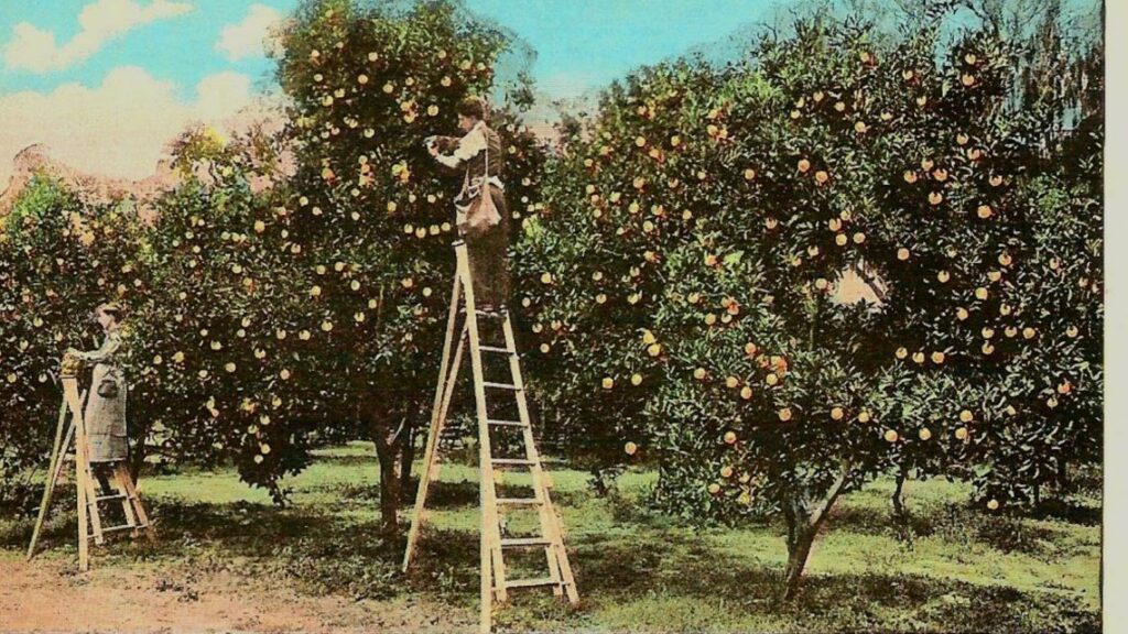 Mandarin used to have 25,000 orange trees. Now it's helping Florida's troubled citrus industry