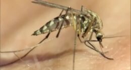 Menard County records batches of mosquitoes positive for West Nile Virus
