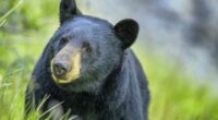 Florida has an estimated 4,000 black bears, wildlife officials say.