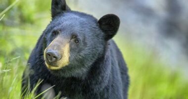 Florida has an estimated 4,000 black bears, wildlife officials say.