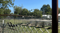 Neighbors frustrated with dozens of roosters in Oklahoma backyard