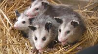 Ohio prisoners raising orphaned animals in unique program