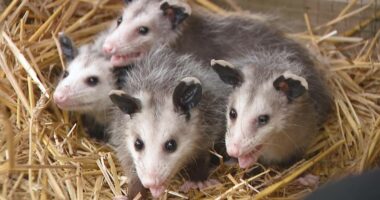 Ohio prisoners raising orphaned animals in unique program