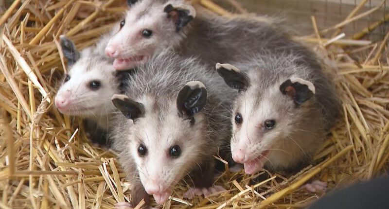 Ohio prisoners raising orphaned animals in unique program