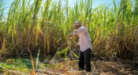 Organic food prices could soar as US imposes import restrictions and new tariffs on specialty sugar