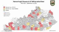 Over 1K Kentucky deer dead, sick due to contagious disease outbreak
