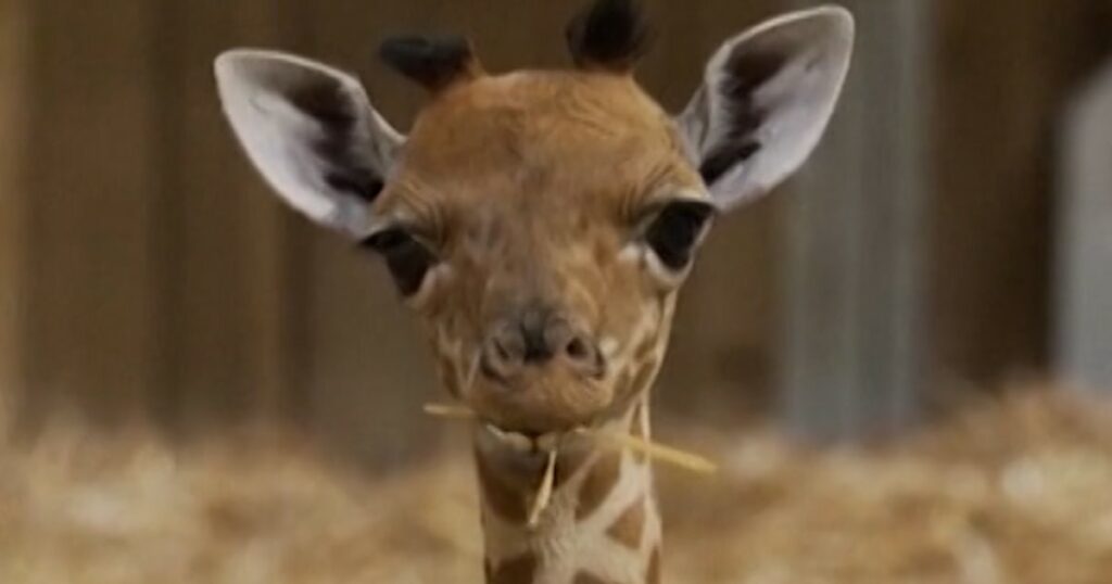 Paris zoo welcomes baby giraffe