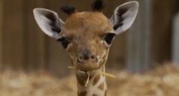 Paris zoo welcomes baby giraffe