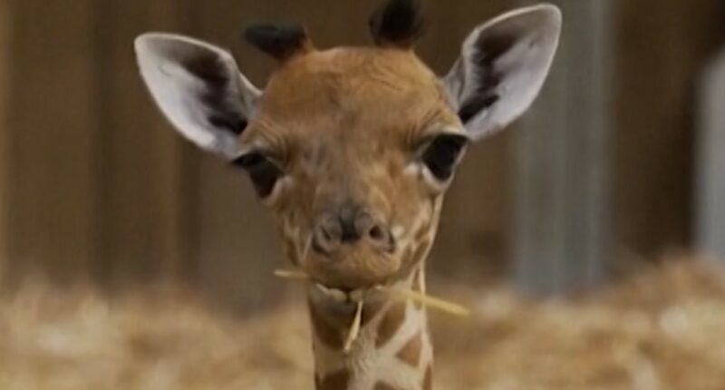 Paris zoo welcomes baby giraffe