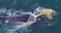 Videos have emerged of a humpback duo entangled in shark nets on Queensland's Sunshine Coast.