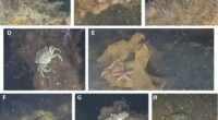 Scientists find marine life thriving on World War II explosives in the Baltic Sea