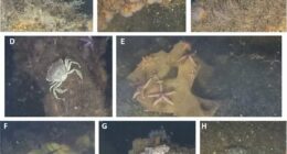Scientists find marine life thriving on World War II explosives in the Baltic Sea