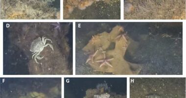 Scientists find marine life thriving on World War II explosives in the Baltic Sea