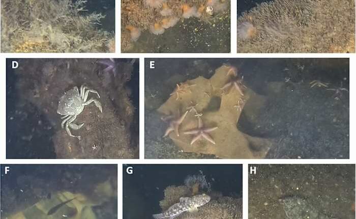 Scientists find marine life thriving on World War II explosives in the Baltic Sea