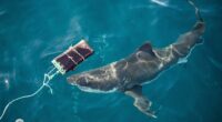Scientists find new bite-resistant wetsuits can reduce shark bite injuries