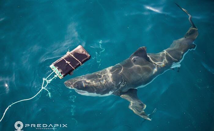 Scientists find new bite-resistant wetsuits can reduce shark bite injuries