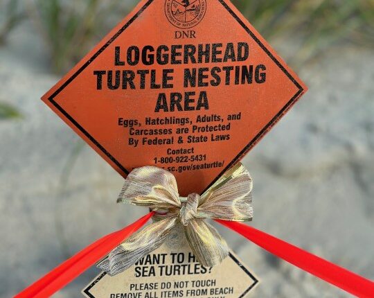 Sea turtle nesting season wraps with surprises on coast