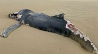 A﻿ dead juvenile humpback measuring eight metres has closed a Victorian beach until further notice due to fears the carcass could attract sharks. The whale washed up at Sandy Point Beach ﻿in the state's Gippsland region yesterday morning, a few hundred metres from the local surf life saving club.