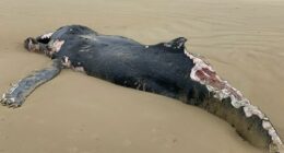 A﻿ dead juvenile humpback measuring eight metres has closed a Victorian beach until further notice due to fears the carcass could attract sharks. The whale washed up at Sandy Point Beach ﻿in the state's Gippsland region yesterday morning, a few hundred metres from the local surf life saving club.