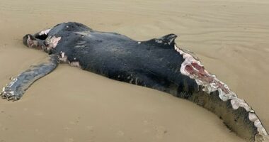 A﻿ dead juvenile humpback measuring eight metres has closed a Victorian beach until further notice due to fears the carcass could attract sharks. The whale washed up at Sandy Point Beach ﻿in the state's Gippsland region yesterday morning, a few hundred metres from the local surf life saving club.