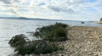 TVA, TWRA to restore fish habitat on Watauga Lake after Helene