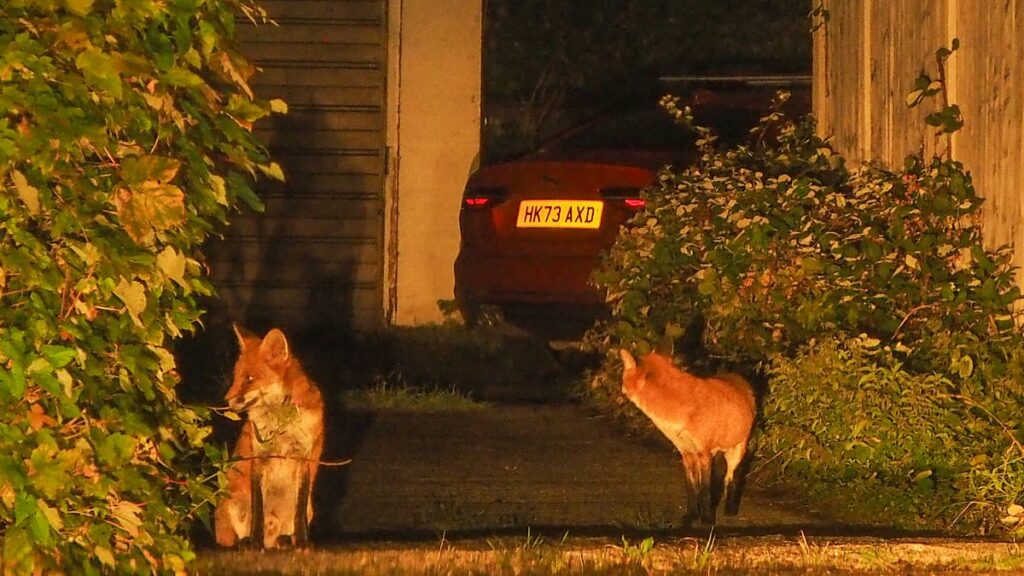 The village terrorised by gang of foxes: Drivers forced to set traps to catch animals chewing through brake wires and scratching their cars