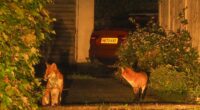 The village terrorised by gang of foxes: Drivers forced to set traps to catch animals chewing through brake wires and scratching their cars