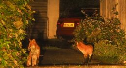 The village terrorised by gang of foxes: Drivers forced to set traps to catch animals chewing through brake wires and scratching their cars