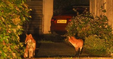 The village terrorised by gang of foxes: Drivers forced to set traps to catch animals chewing through brake wires and scratching their cars
