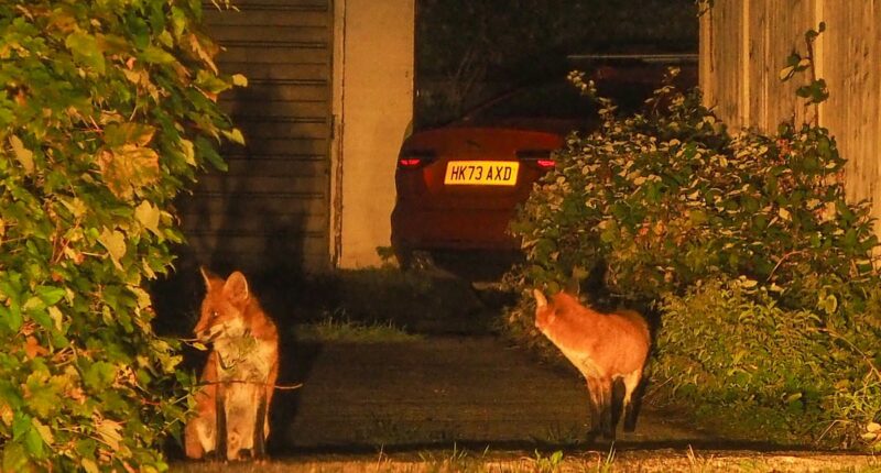 The village terrorised by gang of foxes: Drivers forced to set traps to catch animals chewing through brake wires and scratching their cars