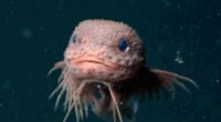 Bumpy snailfish, with a round head and pink body