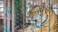 Tiger fatally attacks handler at Oklahoma preserve