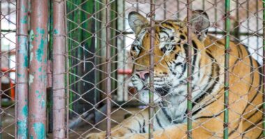 Tiger fatally attacks handler at Oklahoma preserve