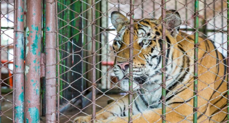Tiger fatally attacks handler at Oklahoma preserve