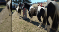 Two horses stolen from stable in Blountville; authorities ask for public's help