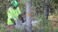 Vegetation removal begins at Burke County intersection