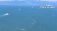 Video: Breaching whale recorded from Golden Gate Bridge