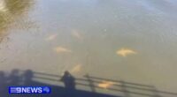 A shark warning has been issued for the Swan River in Perth after a school of at least ten, were spotted just a hundred metres from where a teenager was mauled to death.