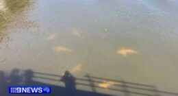 A shark warning has been issued for the Swan River in Perth after a school of at least ten, were spotted just a hundred metres from where a teenager was mauled to death.