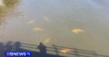 A shark warning has been issued for the Swan River in Perth after a school of at least ten, were spotted just a hundred metres from where a teenager was mauled to death.